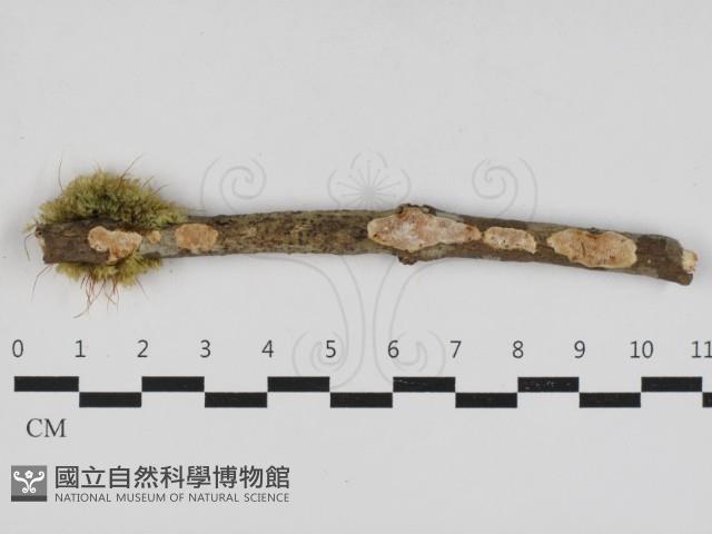 登錄號:F0033085藏品圖，第1張