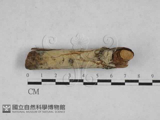 登錄號:F0028385藏品圖，第1張