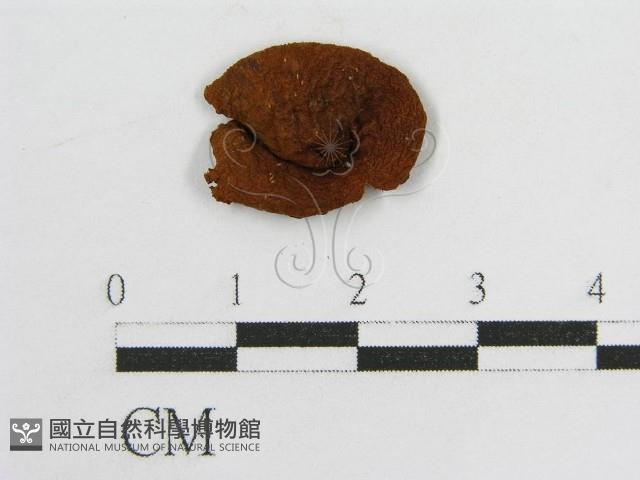 登錄號:F0008385藏品圖，第1張