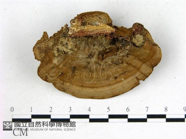 登錄號:F0020385藏品圖，第1張