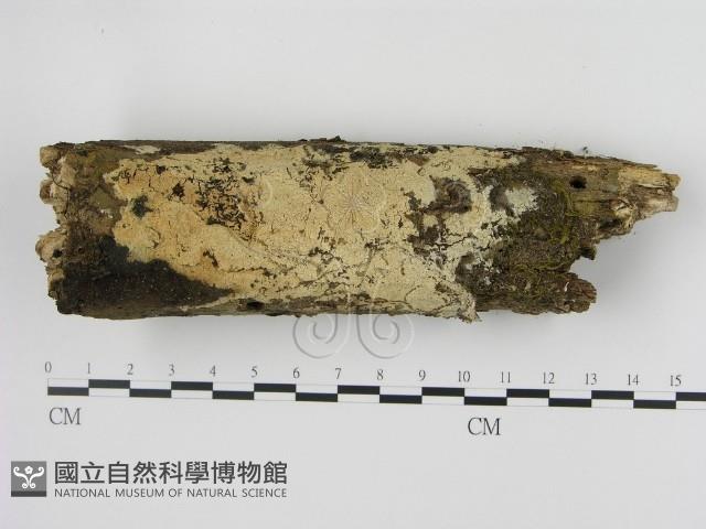 剛毛絲皮菌藏品圖，第1張