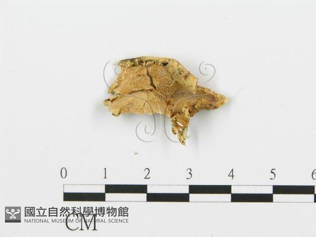 登錄號:F0006385藏品圖，第1張