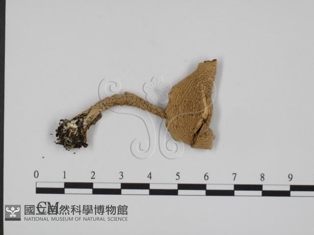 登錄號:F0016385藏品圖，第1張