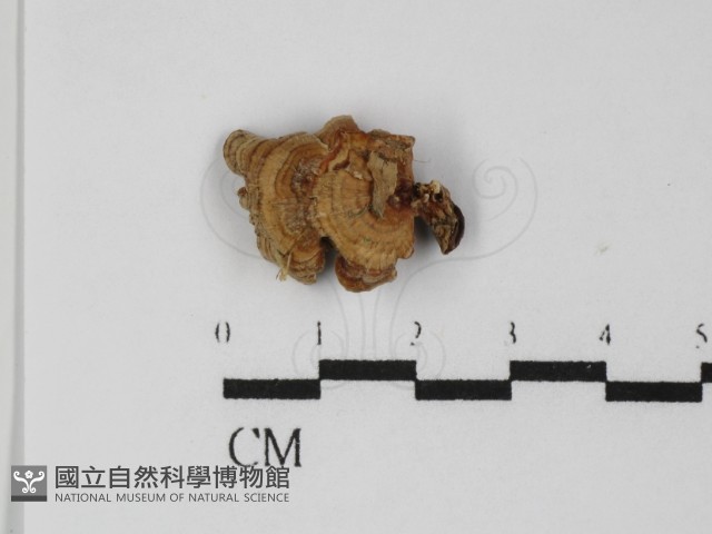 硬孔菌屬藏品圖，第1張