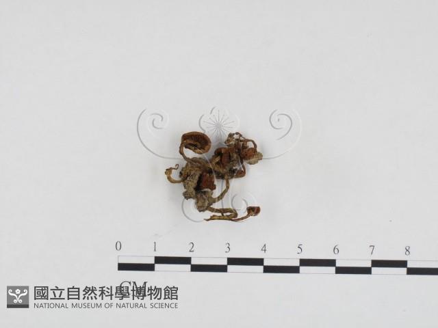 登錄號:F0024385藏品圖，第1張