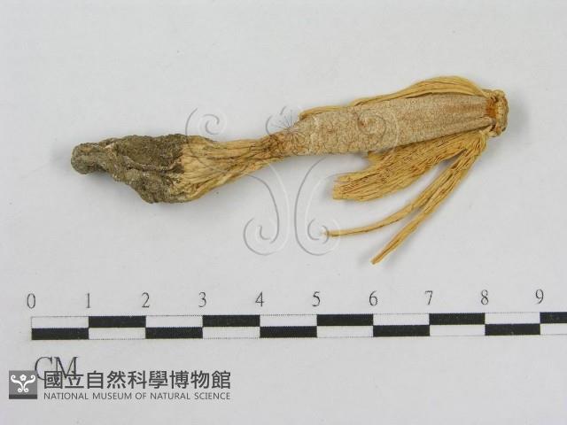 登錄號:F0004385藏品圖，第1張