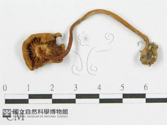 登錄號:F0014385藏品圖，第1張
