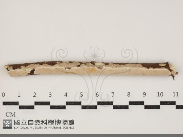 登錄號:F0034385藏品圖，第1張