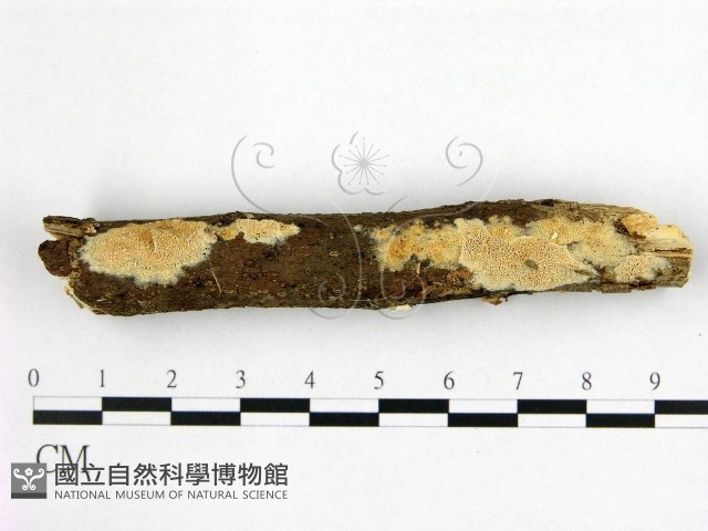 登錄號:F0022385藏品圖，第1張