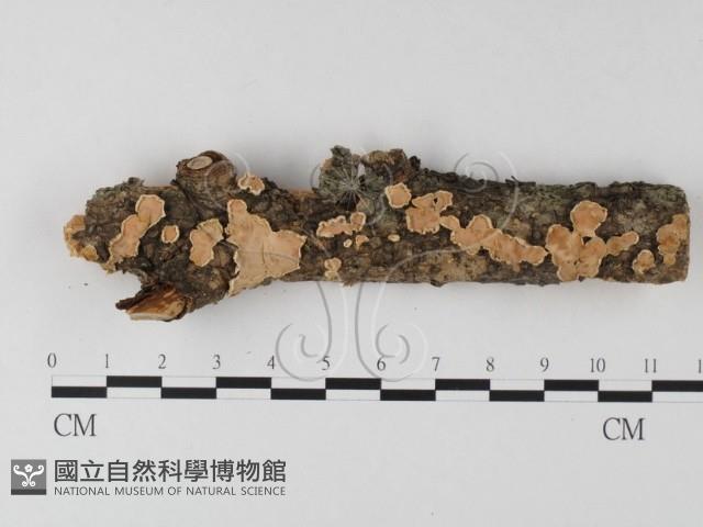 登錄號:F0025385藏品圖，第1張