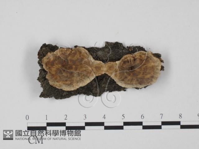 韌革菌屬藏品圖，第1張