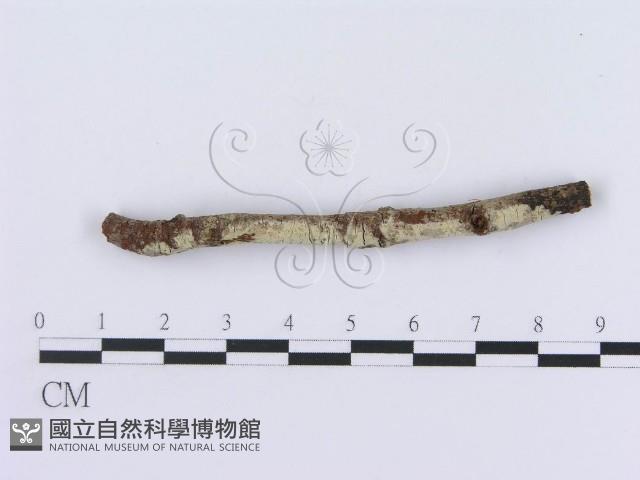 登錄號:F0009385藏品圖，第1張