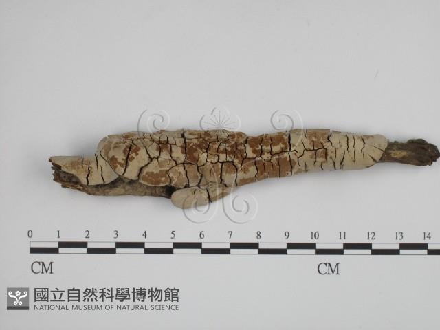 登錄號:F0019385藏品圖，第1張