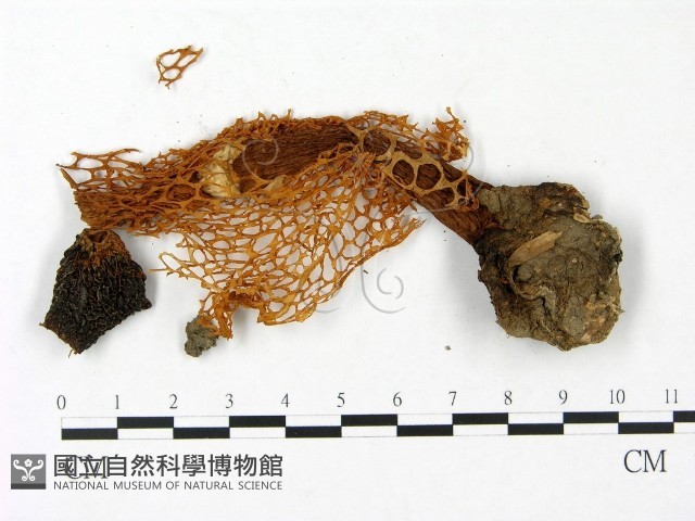 登錄號:F0023385藏品圖，第1張