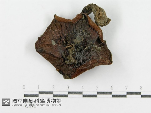 登錄號:F0003385藏品圖，第1張