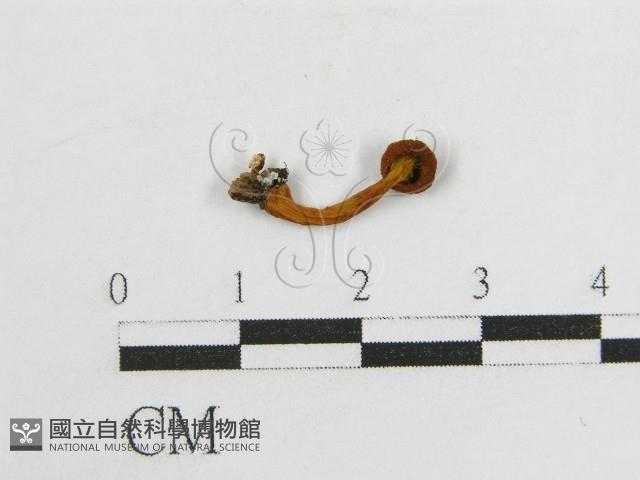 登錄號:F0013385藏品圖，第1張