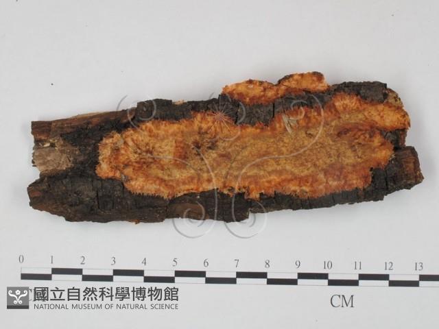 登錄號:F0008235藏品圖，第1張