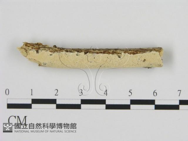 登錄號:F0009235藏品圖，第1張