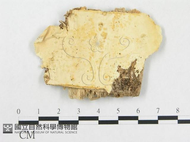 登錄號:F0008135藏品圖，第1張