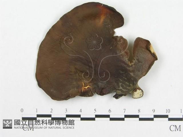 多孔菌屬藏品圖，第1張