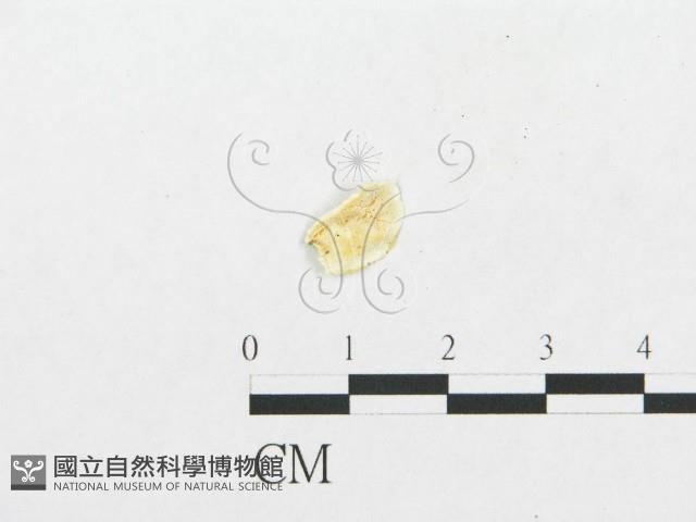 登錄號:F0007135藏品圖，第1張