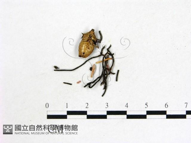 登錄號:F0005135藏品圖，第1張