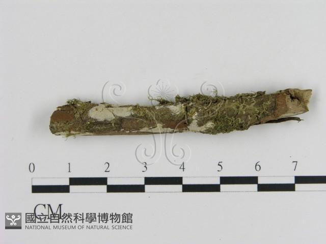 登錄號:F0009135藏品圖，第1張