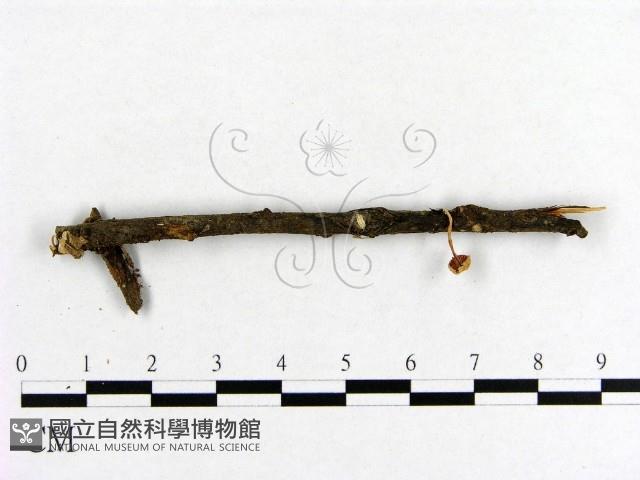 小菇屬藏品圖，第1張