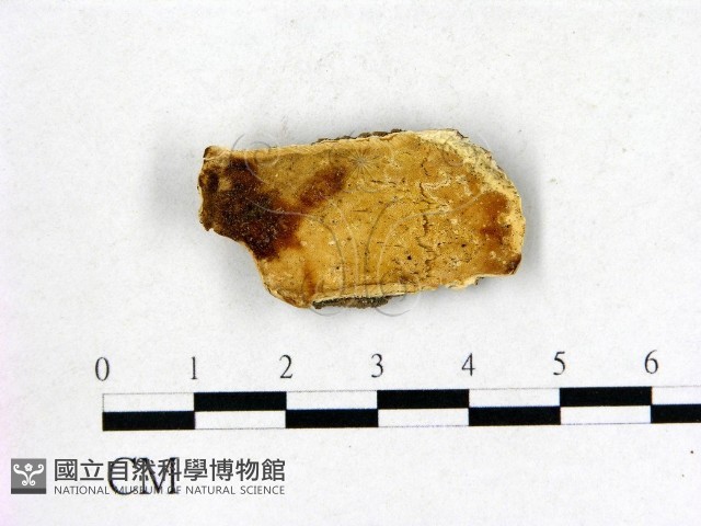 登錄號:F0008035藏品圖，第1張