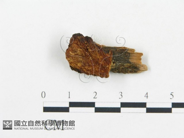 登錄號:F0006035藏品圖，第1張