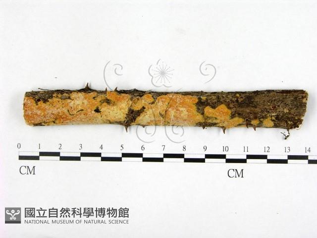 登錄號:F0001035藏品圖，第1張