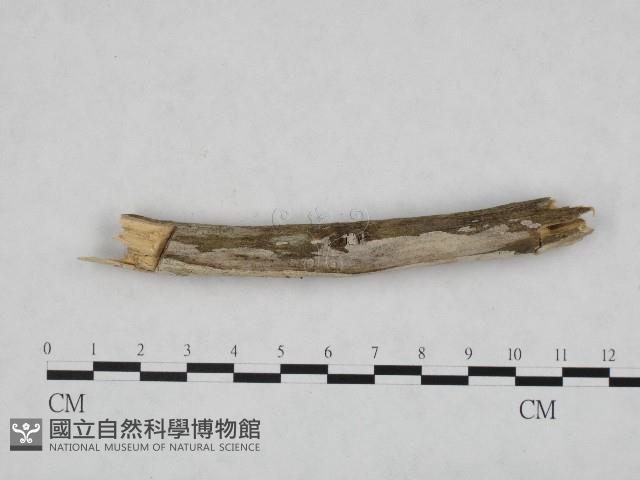 登錄號:F0004035藏品圖，第1張