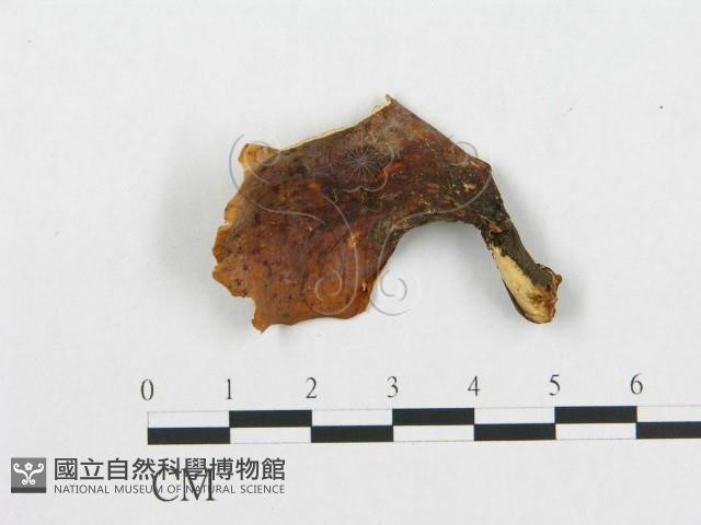 登錄號:F0007035藏品圖，第1張