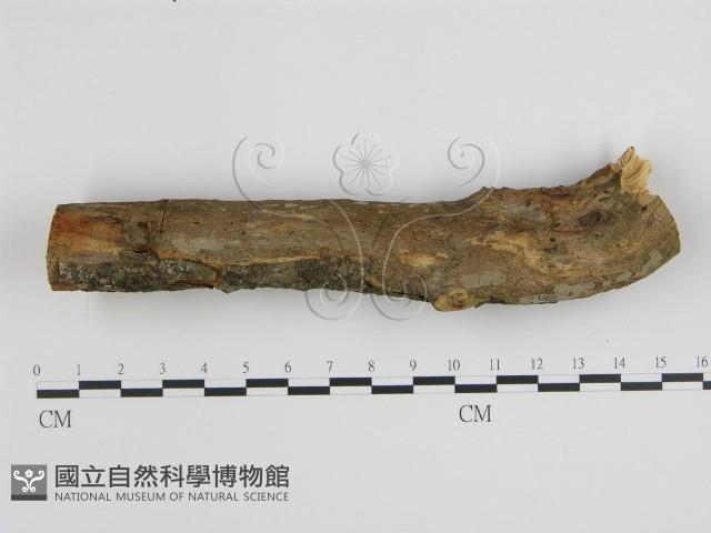 登錄號:F0005035藏品圖，第1張