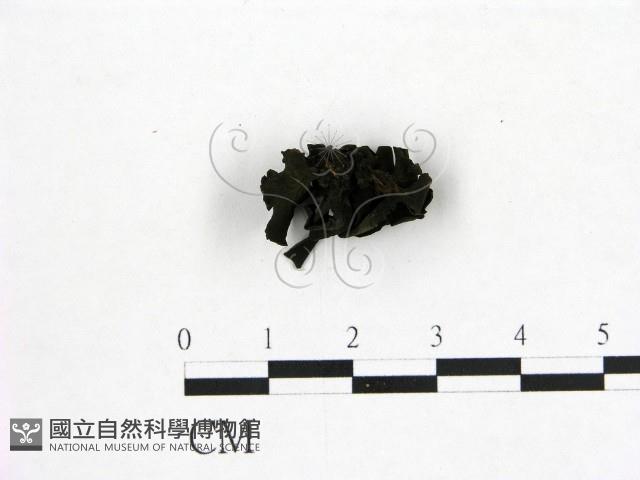 登錄號:F0015035藏品圖，第1張