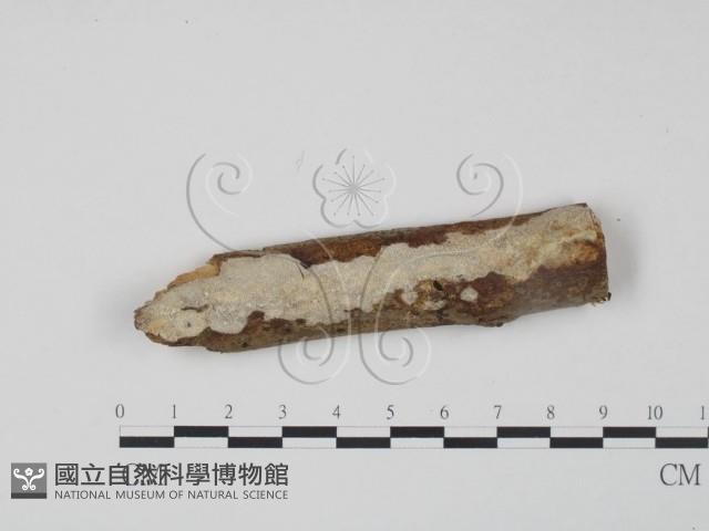 登錄號:F0009035藏品圖，第1張