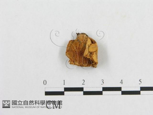 多孔菌屬藏品圖，第1張