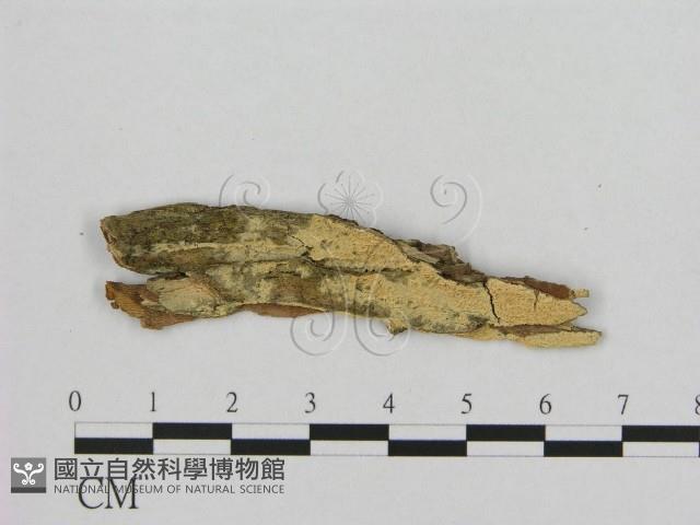 登錄號:F0008335藏品圖，第1張