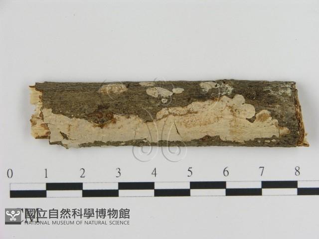 刺皮菌屬藏品圖，第1張