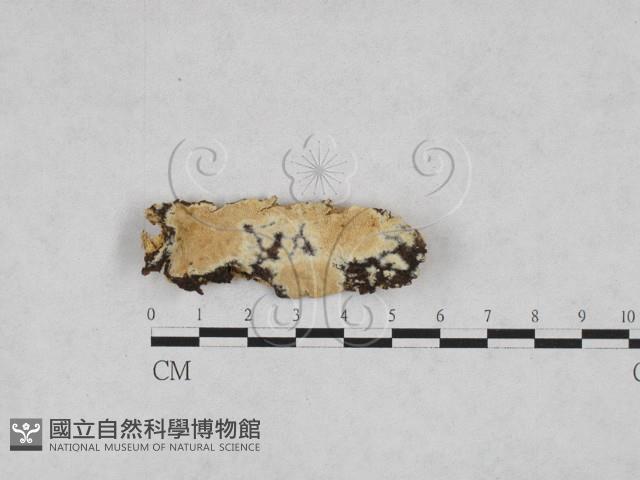 登錄號:F0028229藏品圖，第1張