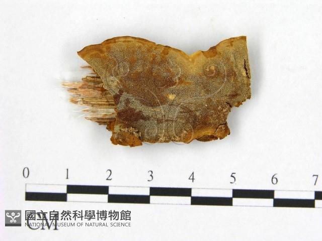 登錄號:F0006229藏品圖，第1張