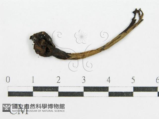 鬼傘屬藏品圖，第1張