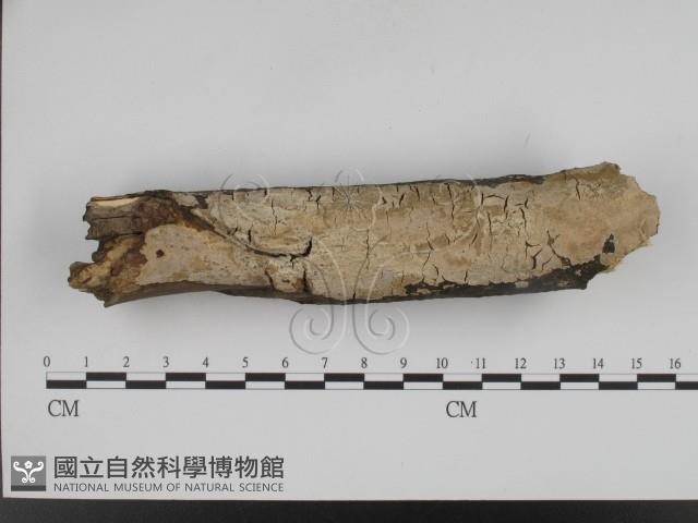 登錄號:F0001229藏品圖，第1張
