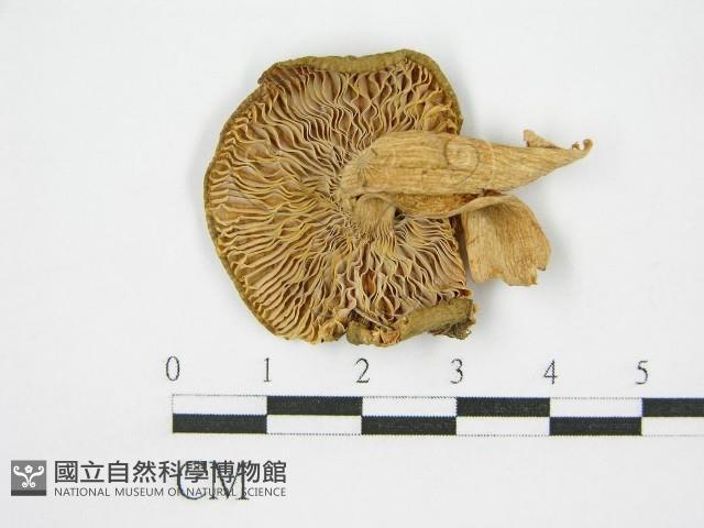 登錄號:F0011229藏品圖，第1張