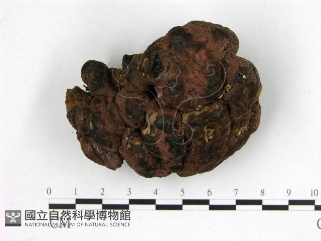 登錄號:F0002229藏品圖，第1張