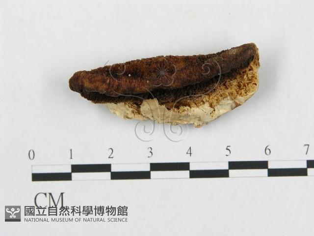 登錄號:F0007229藏品圖，第1張