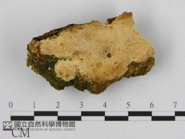 登錄號:F0017229藏品圖，第1張