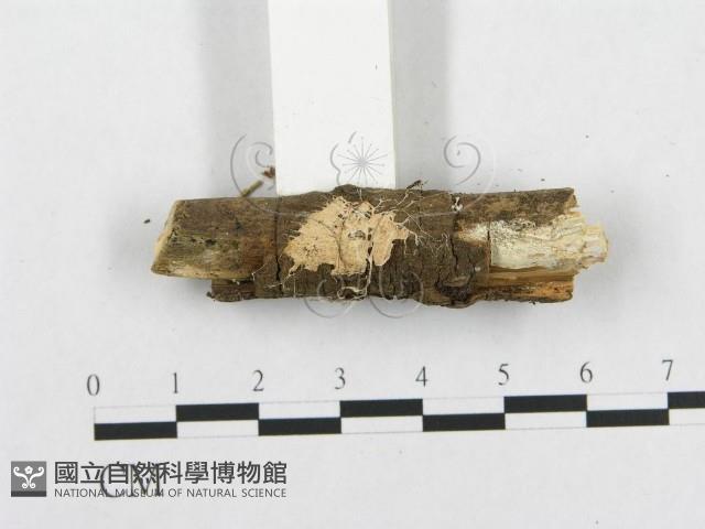 登錄號:F0015229藏品圖，第1張