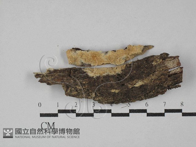 登錄號:F0029229藏品圖，第1張