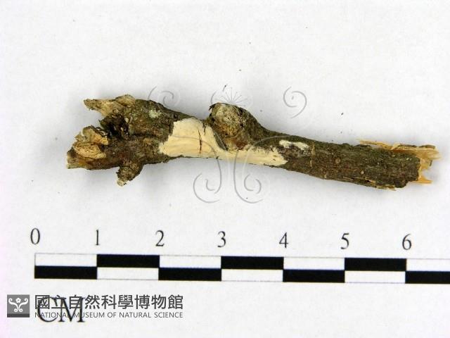 登錄號:F0009229藏品圖，第1張